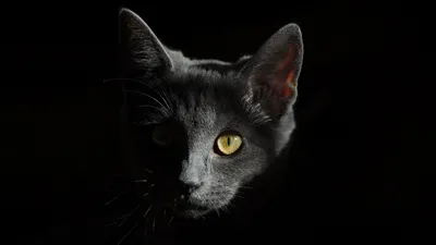 спасатели помогли кошке в Семее, фото - Новости Zakon.kz от 22.08.2025 23:41