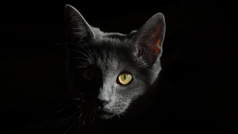 Спасатели Семея вызволили кошку из беды