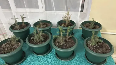 Высажено свыше 76 тысяч деревьев, фото - Новости Zakon.kz от 22.08.2025 16:23