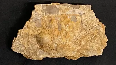 археология, окаменелости, фото - Новости Zakon.kz от 23.08.2025 13:53