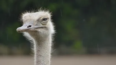 Страус, природа, птица, фото - Новости Zakon.kz от 24.08.2025 02:30