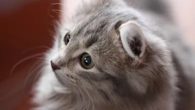 спасатели вынесли из огня кошку, фото - Новости Zakon.kz от 23.08.2025 18:38