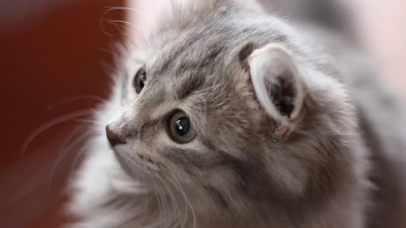 Видео спасения кошки из пожара в Алматы умилило казахстанцев