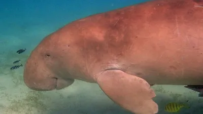 русалки, дюгонь, открытие, фото - Новости Zakon.kz от 23.08.2025 14:29