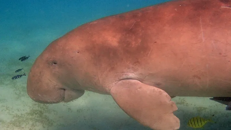 Морские биологи подтвердили существование прототипа легенд о русалках