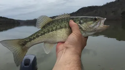 окунь, крупный улов, Бангладеш, фото - Новости Zakon.kz от 23.08.2025 11:42