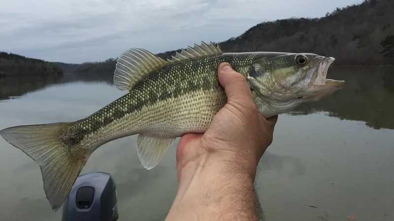 В Бангладеш поймали огромного окуня-баррамунди весом 24 килограмма