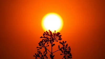 солнце, растение, фото - Новости Zakon.kz от 25.08.2025 17:42