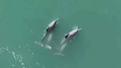 Морские обитатели, океан, брачный период, фото - Новости Zakon.kz от 26.08.2025 03:59