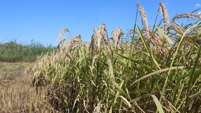 новый сорт, рис, Казахстан, фото - Новости Zakon.kz от 25.08.2025 09:31