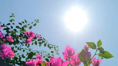 растения, цветочки, солнце, фото - Новости Zakon.kz от 26.08.2025 17:21