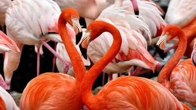 Фламинго, наука, ученые, исследования , фото - Новости Zakon.kz от 26.08.2025 19:31