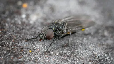 Природа, насекомое, асфальт, фото - Новости Zakon.kz от 26.08.2025 07:40