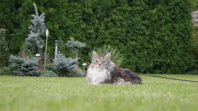 Кошки, которые думают, что они собаки