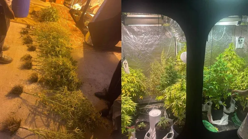 Грядки с коноплей обнаружили дома у жителя Костаная