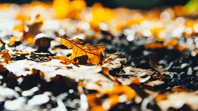 Осень, солнце, листья, фото - Новости Zakon.kz от 28.08.2025 07:42