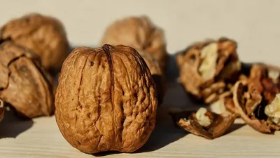 грецкие орехи, фото - Новости Zakon.kz от 28.08.2025 10:28