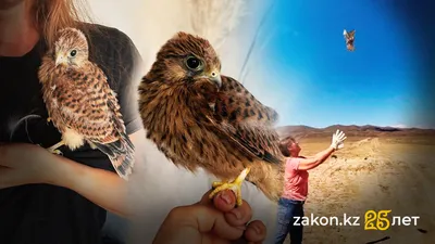 Жительница Актау, хищные птицы, Наталья Инасаридзе, реабилитация птиц, воробьи, пустельга, орел , фото - Новости Zakon.kz от 28.08.2025 16:56