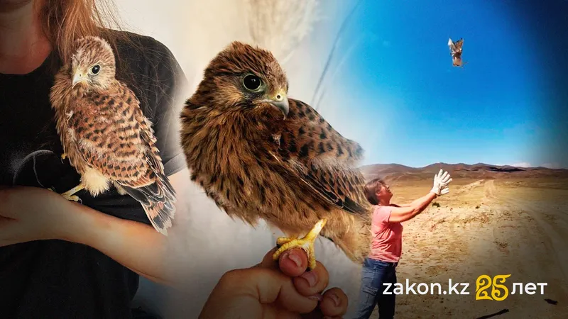 Бопешка, степной орел и филин: как жительница Актау выхаживает хищных птиц
