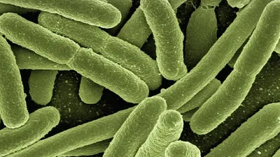 ученные, бактерия, чума, открыие, фото - Новости Zakon.kz от 28.08.2025 20:06