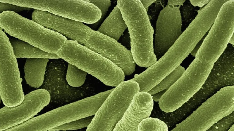 Ученые нашли бактерию, которая вызвала первую эпидемию в истории человечества