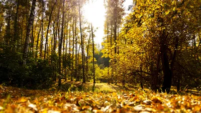 Осень, осенняя погода, желтые листья, листопад, осенний сезон, осенний лес, осенний парк, парк осенью, лес осенью, роща Баума, сурет - Zakon.kz жаңалық 22.09.2025 15:24
