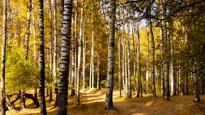 Осень, осенняя погода, желтые листья, листопад, осенний сезон, осенний лес, осенний парк, парк осенью, лес осенью, роща Баума, сурет - Zakon.kz жаңалық 20.11.2025 16:31