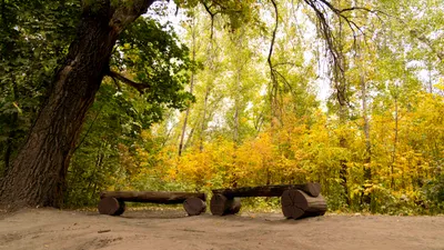 Осень, осенняя погода, желтые листья, листопад, осенний сезон, осенний лес, осенний парк, парк осенью, лес осенью, роща Баума, сурет - Zakon.kz жаңалық 23.09.2025 14:42