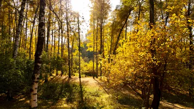 Осень, осенняя погода, желтые листья, листопад, осенний сезон, осенний лес, осенний парк, парк осенью, лес осенью, роща Баума, сурет - Zakon.kz жаңалық 17.10.2025 16:00