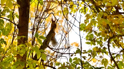 Осень, осенняя погода, желтые листья, листопад, осенний сезон, осенний лес, осенний парк, парк осенью, лес осенью, роща Баума, сурет - Zakon.kz жаңалық 14.10.2025 15:43