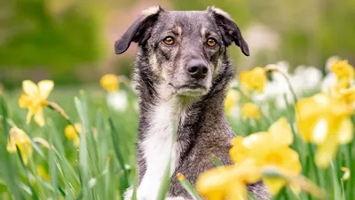 Собака с татуировками в Китае, фото - Новости Zakon.kz от 29.08.2025 08:43