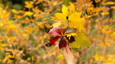 Осень, осенняя погода, желтые листья, листопад, осенний сезон, осенний лес, осенний парк, парк осенью, лес осенью, роща Баума, сурет - Zakon.kz жаңалық 17.10.2025 14:48