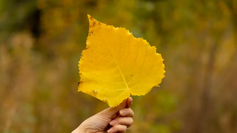 Астанада, Алматыда және Шымкентте 15–17 қарашаға ауа райы болжамы: ауа температурасы +23°C дейін жылынады