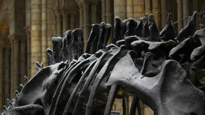 динозавры, хищник, археология, наука, Аргентина, фото - Новости Zakon.kz от 29.08.2025 13:47