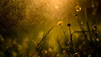 Дождь, солнце, цветы , фото - Новости Zakon.kz от 29.08.2025 17:24