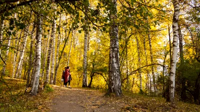 Осень, осенняя погода, желтые листья, листопад, осенний сезон, осенний лес, осенний парк, парк осенью, лес осенью, роща Баума, сурет - Zakon.kz жаңалық 08.10.2025 16:57