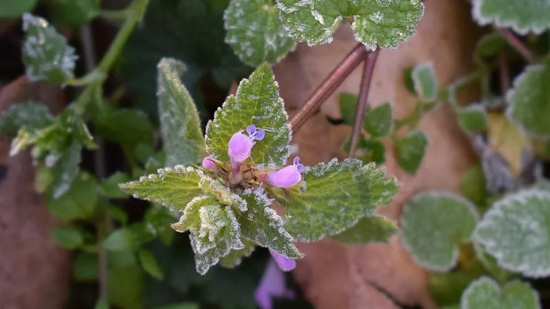 Снег и заморозки обещают 1 сентября в двух регионах Казахстана
