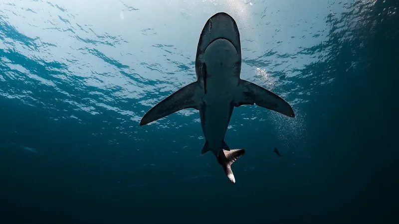 В Иране мужчина оседлал акулу и выжил