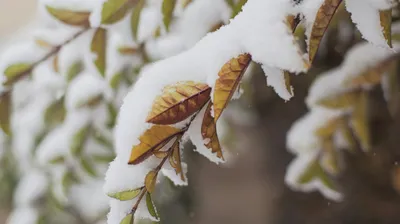 снег, листья, фото - Новости Zakon.kz от 01.09.2025 16:03