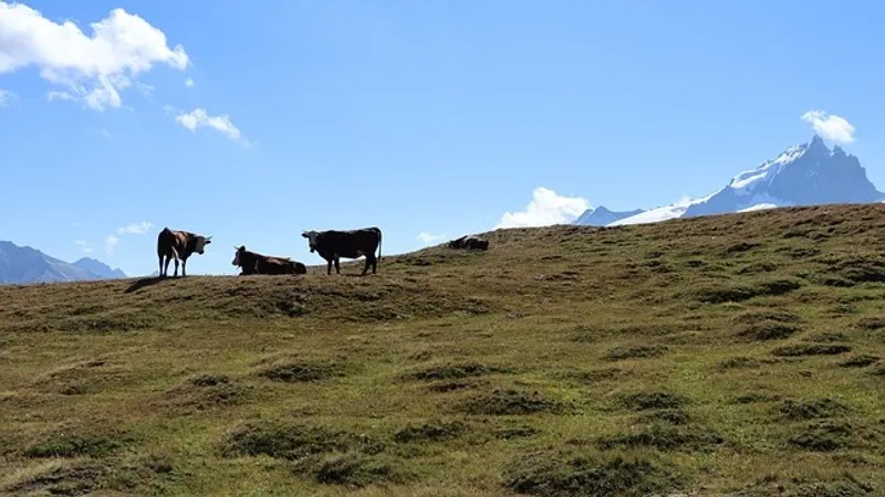 В Альпах коровы насмерть затоптали пожилого туриста на глазах супруги