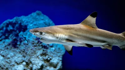 Ученые открыли новую акулу, фото - Новости Zakon.kz от 01.09.2025 07:30