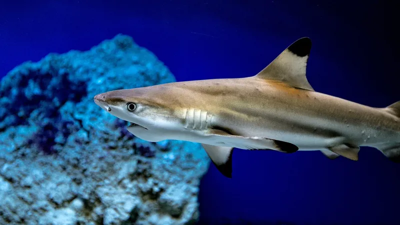 Ученые впервые задокументировали редкий вид акул