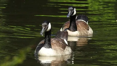 канадские утки наводнили один из городов в США, фото - Новости Zakon.kz от 02.09.2025 01:07