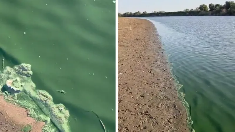 В Атырауской области вода в реке Жайык окрасилась в зеленый цвет