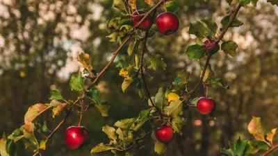 традиции, 3 сентября, приметы, яблоки, урожай, лен, женихи, фото - Новости Zakon.kz от 02.09.2025 12:06