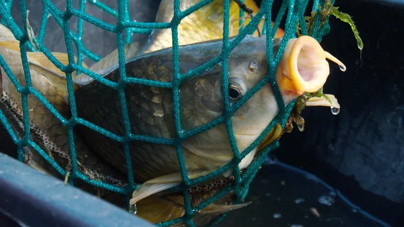 Ущерб, нанесенный в августе браконьерами Каспию, оценивается в полмиллиарда тенге