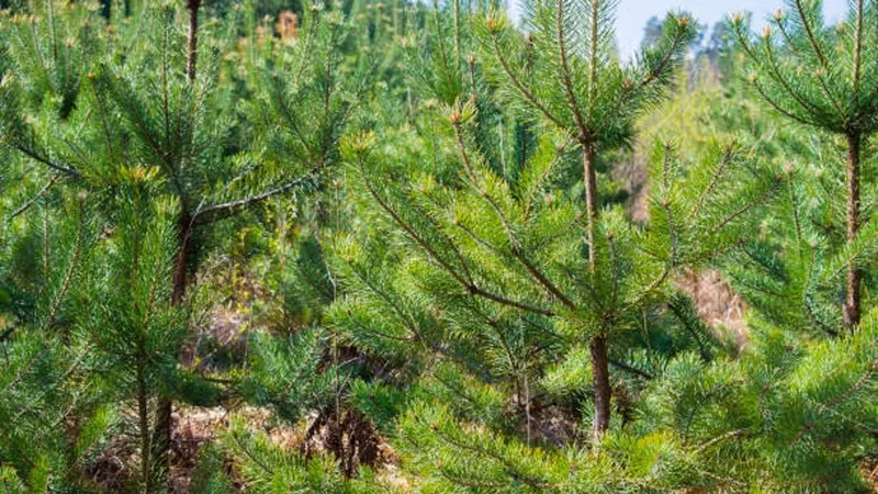 Современный лесной питомник на шесть миллионов саженцев планируют построить в Конаеве