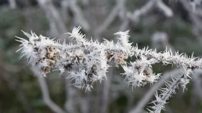 ветка, заморозки, фото - Новости Zakon.kz от 03.09.2025 17:45