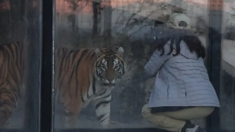 На видео попало нападение тигра на ветеринара в мексиканском зоопарке
