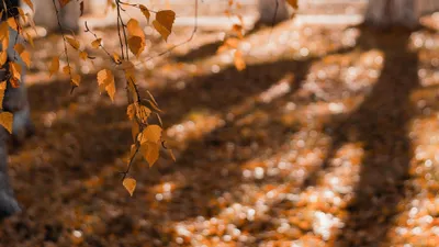 Михаил Шуфутинский, 3 сентября, мемы, праздник, фото - Новости Zakon.kz от 03.09.2025 15:53